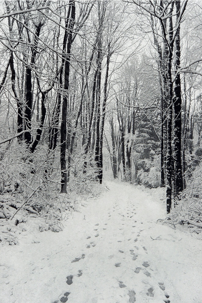 Winter Path – The Historic Town of Bodega Art Gallery